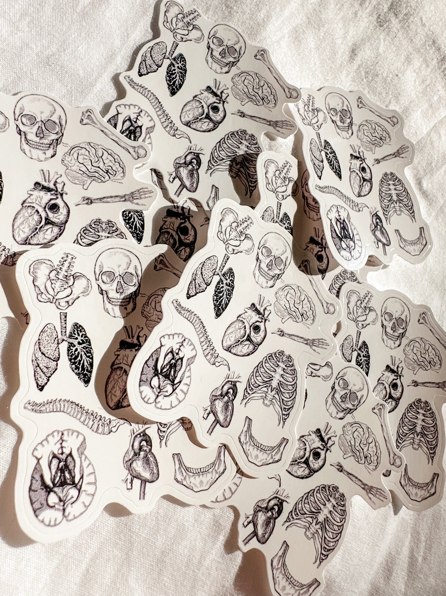 anatomy sticker